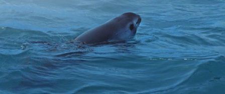 México da un paso más hacia la protección de la vaquita marina y la totoaba ante la Cites