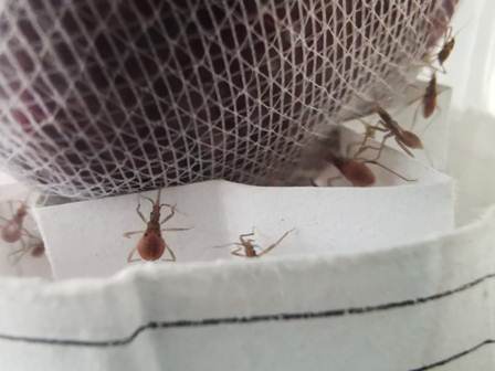 Primordial limpieza en hogares para un Oaxaca sin Chagas: SSO