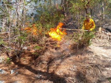 Incendio forestal