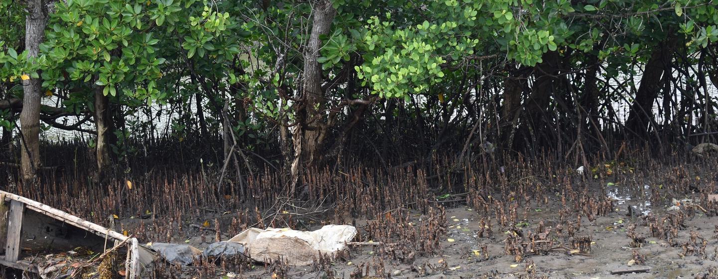 Los manglares permiten a las comunidades costeras de Kenya sembrar un “crecimiento azul” sostenible