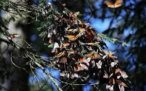 Demandan reforzar campañas para preservar el Santuario de la Mariposa Monarca