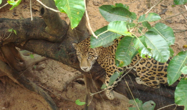 Jaguar y su hábitat