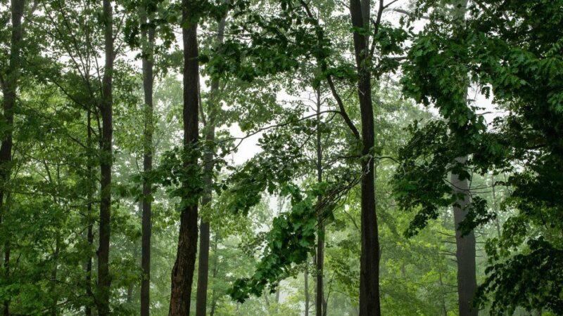 Foro de las Naciones Unidas sobre los Bosques: 5 cosas que debes saber