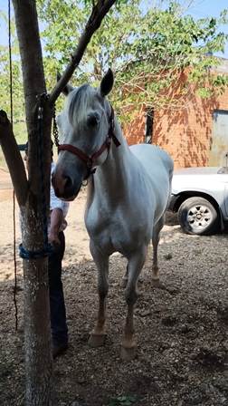 Tras cateo, Fiscalía de Oaxaca localiza y recupera caballos robados en Tlalixtac
