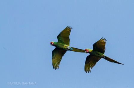 Promueven avistamiento de aves en la Reserva de la Biósfera Tehuacán-Cuicatlán