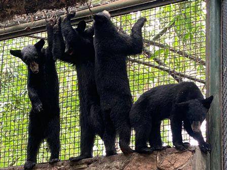 Trasladan a cuatro oseznas huérfanas de Coahuila al Zoológico de Culiacán