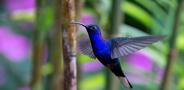 Ayuda la UNAM a preservar los colibríes