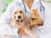Demandan en el Senado clínicas veterinarias públicas para animales de compañía