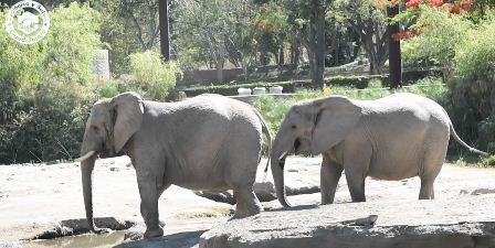 Tras asegurar a elefanta Annie, revisan zoológicos para garantizar su mejor destino: Profepa