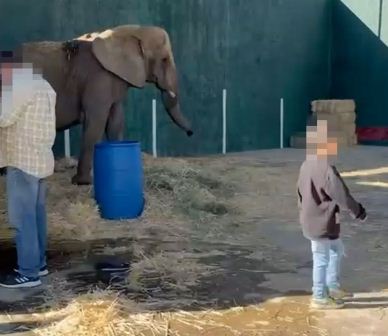 Negligencia de la Semarnat pone en riesgo a la elefanta Annie: AZCARM