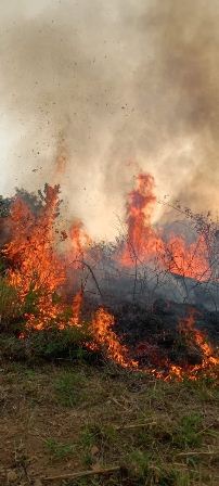 Incendio forestal en Pochutla