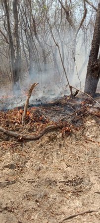 Atienden incendio forestal en San Pedro Pochutla, Oaxaca: Coesfo