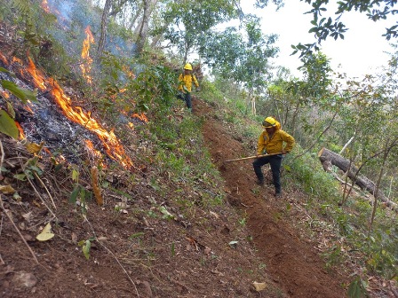 Liquidados cinco incendios forestales en la Sierra de Juárez, Mixteca y Valles Centrales de Oaxaca
