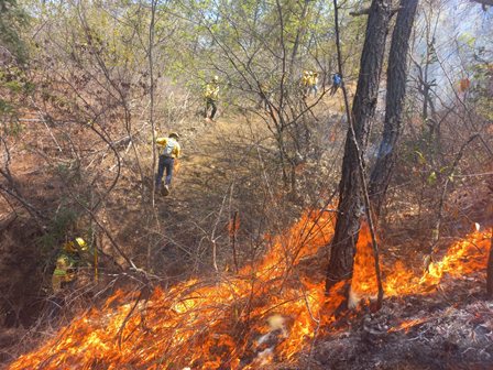 Atienden reactivación de incendio forestal en la Sierra de Flores Magón