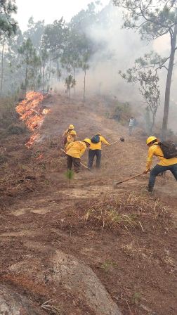 Atienden incendio forestal en la Sierra Sur de Oaxaca