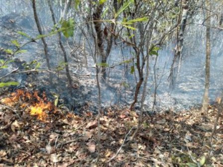 Refuerza Coesfo atención para sofocar incendio forestal en la Sierra de Juárez