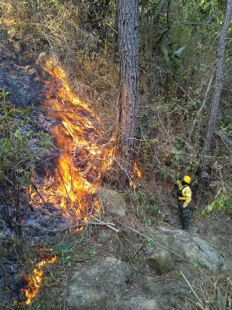 Liquidan incendio forestal en los Loxichas; atienden reporte en Santa María Sola: Coesfo