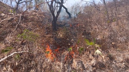 Refuerza Coesfo atención a incendio forestal en San Pedro Pochutla, Oaxaca