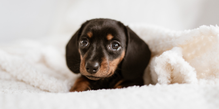 Cuadruplican venta en línea de productos especializados para mascotas; nueva tendencia de emprendedores mexicanos