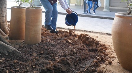 Aplican tercera fertilización del año a 96 árboles de Zócalo y Alameda de Oaxaca de Juárez