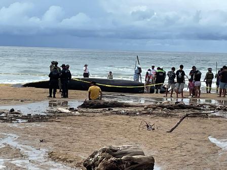 Atiende grupo de varamiento de mamíferos marinos de Oaxaca encallamiento de ballena en Tonameca