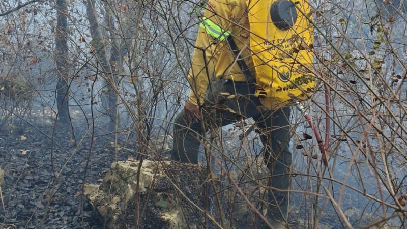 Incendio forestal