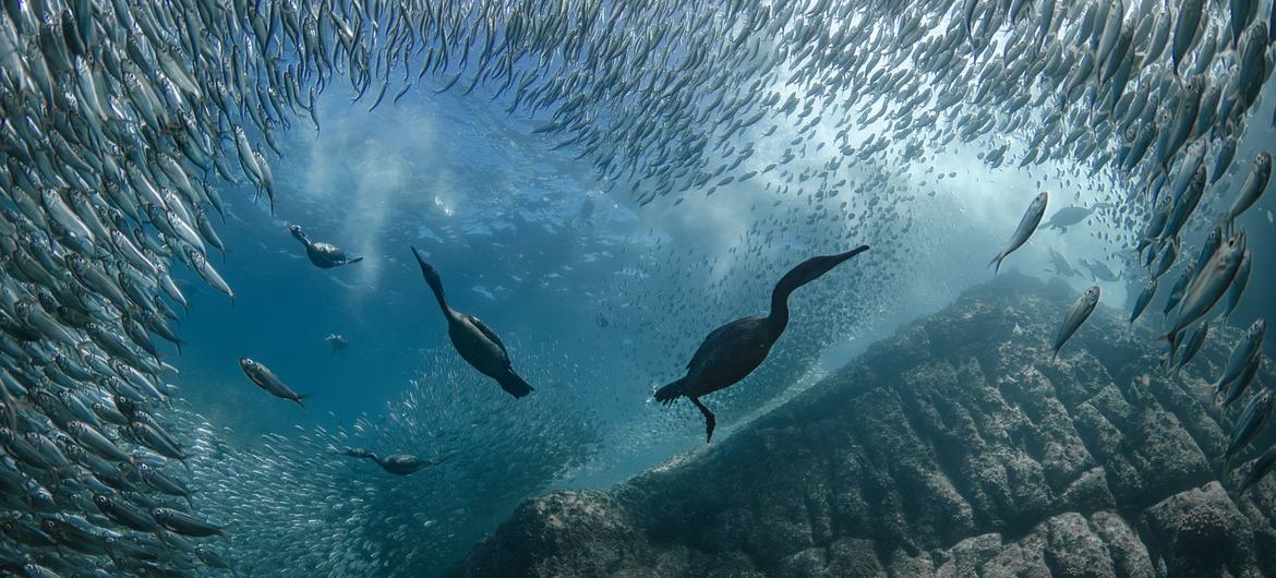 La cumbre de la ONU sobre los océanos se clausura en Niza con una oleada de compromisos
