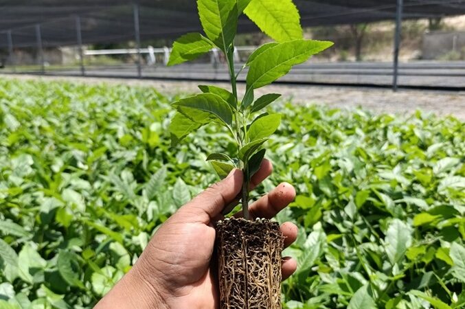 Vivero de Teotitlán de Flores Magón