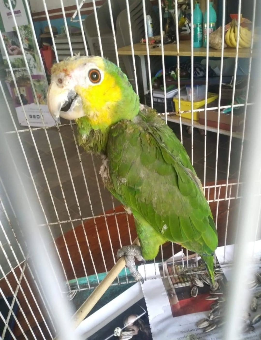 Rescata Proyecto Santa María a “Limón” y a “Gomita”, dos loros con graves lesiones químicas