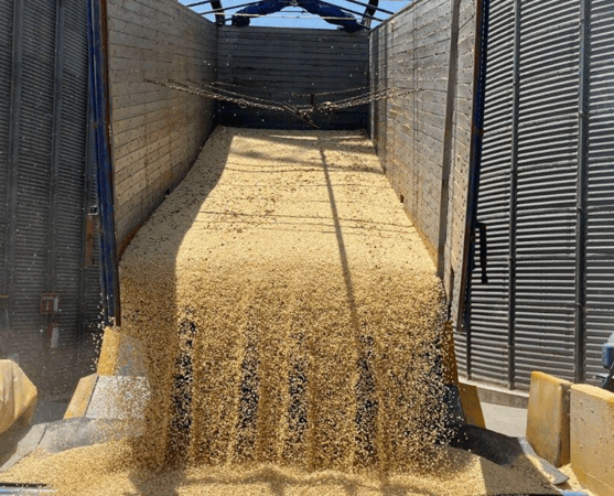 MAÍZ MEXICANO EN JAQUE POR IMPORTACIONES