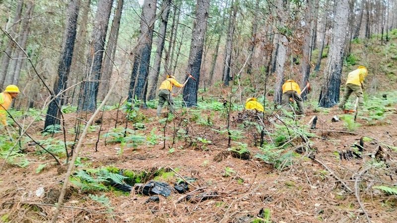 Programa Reforesta Oaxaca 2025