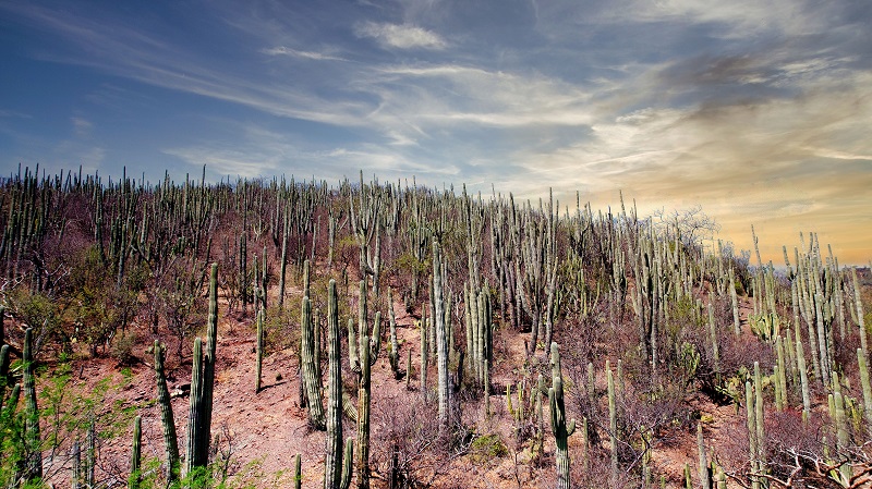 Contará Oaxaca con dos regiones de Destinos Turísticos Comunitarios Sustentables
