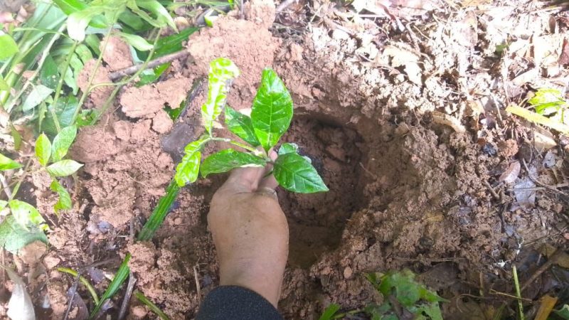 Programa Reforesta Oaxaca