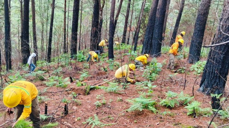 Reforesta Oaxaca 2025