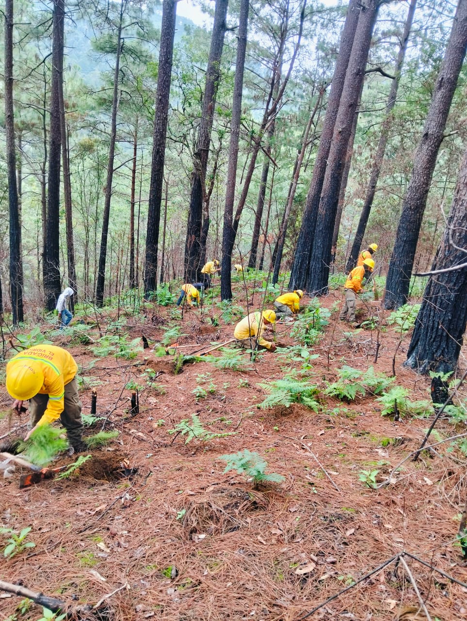 Atienden más de nueve mil hectáreas de ecosistemas forestales, con Reforesta Oaxaca 2025