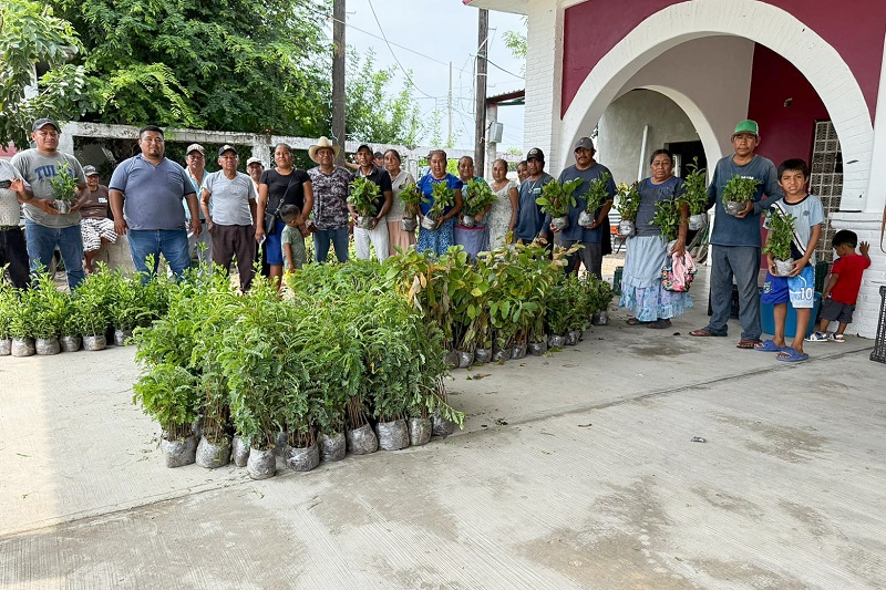Con más de tres mil árboles donados por la Coesfo, pobladores reforestan San Dionisio del Mar