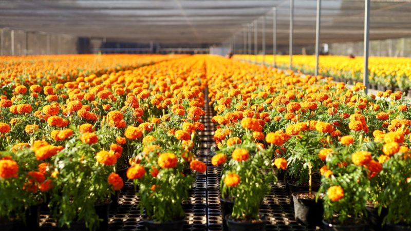 Flor de cempasúchil