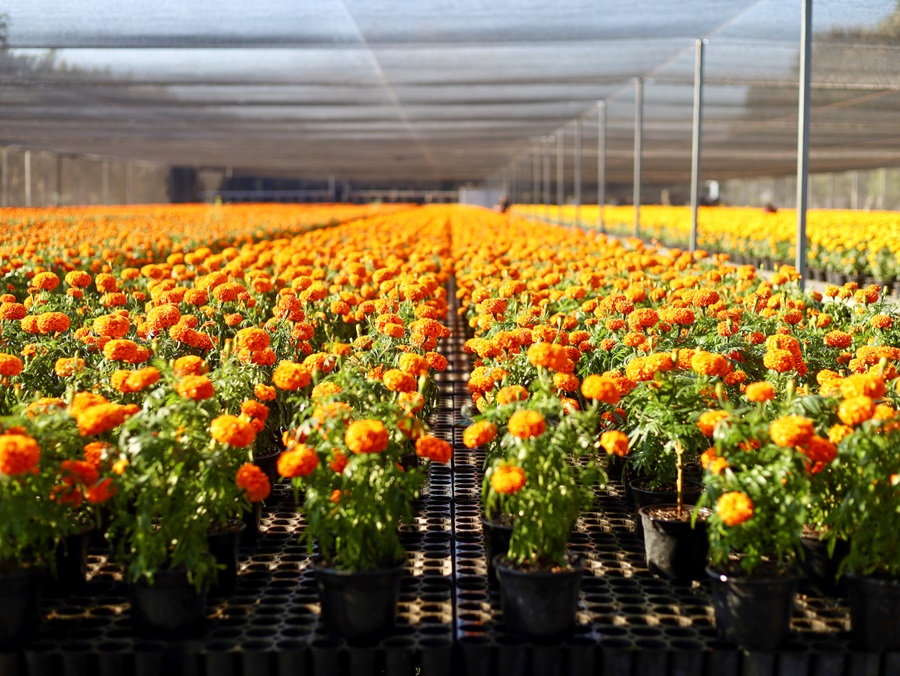 Produce Coesfo 30 mil plantas de flor de cempasúchil para embellecer espacios públicos de Oaxaca