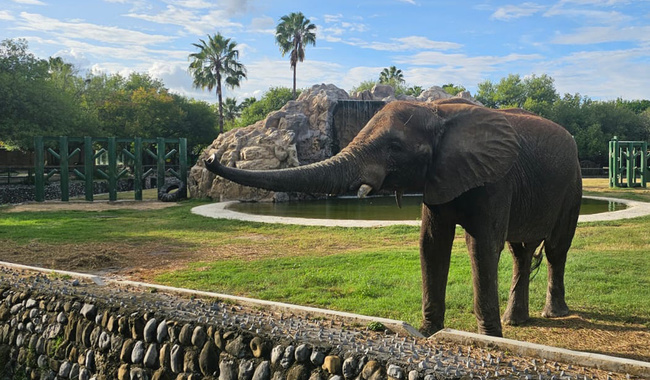 Avanza zoológico La Pastora con cumplimiento de medidas correctivas; Levanta Profepa clausura precautoria