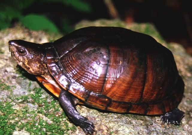 En riesgo de extinción