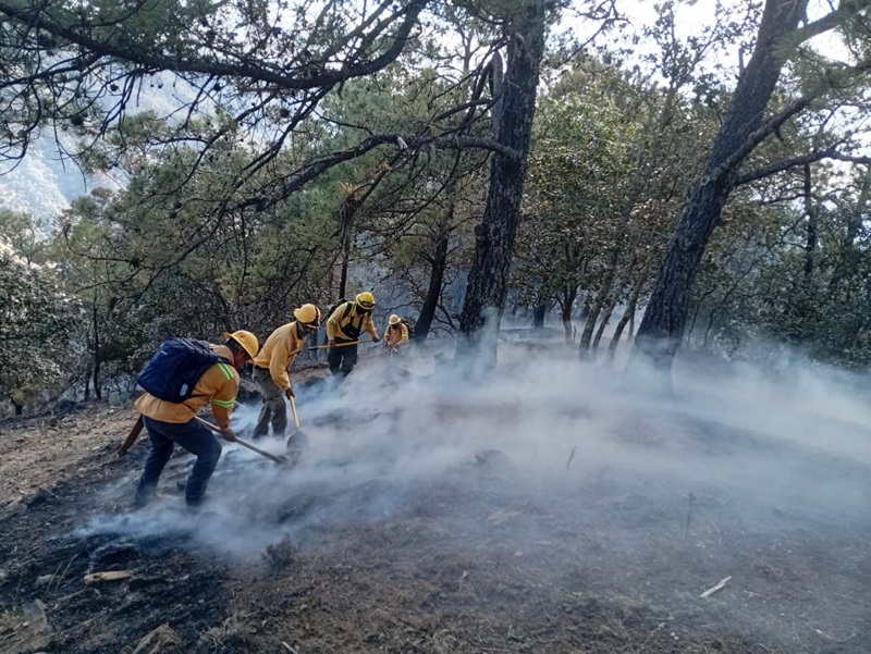 Controla Coesfo incendio forestal en Santa María Peñoles, Oaxaca