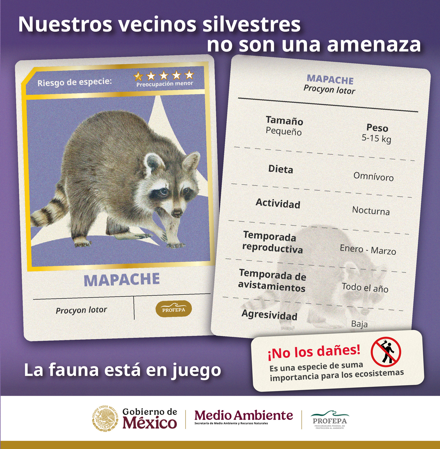 Invita Profepa a convivir responsablemente con la fauna silvestre urbana