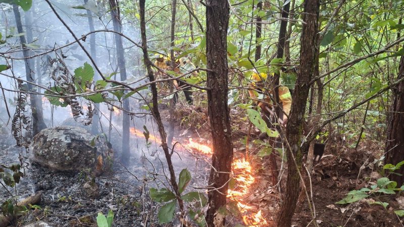 Liquida incendio forestal
