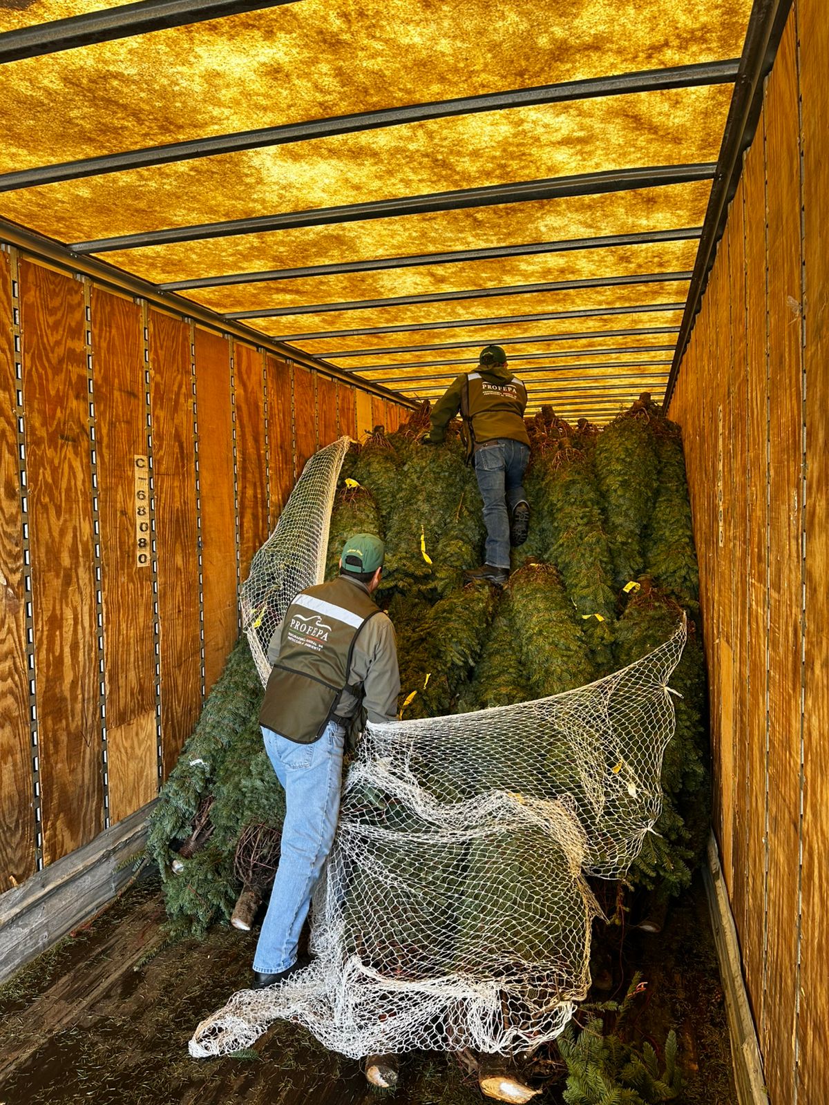 Concluye Profepa operativo de verificación de árboles de Navidad importados “Verificando tu árbol protegemos nuestros bosques”