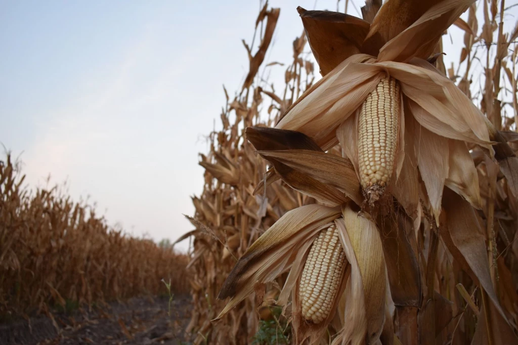 Productores de maíz al límite, exigen rescate al campo