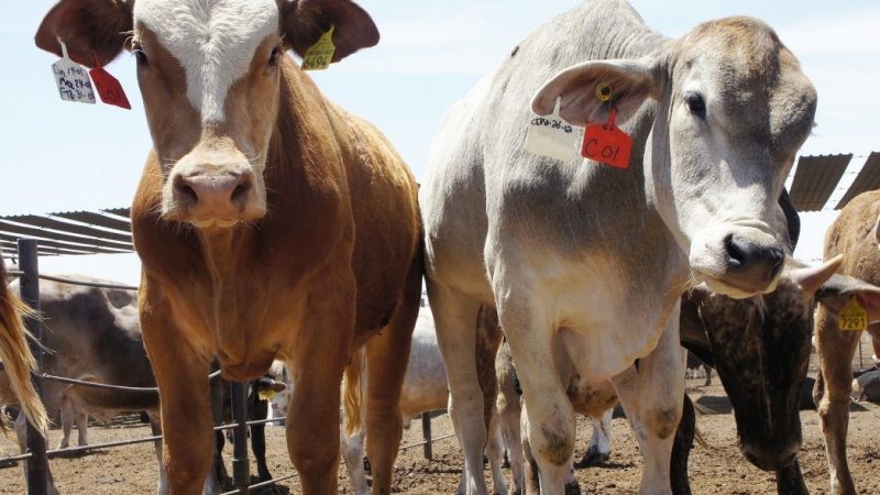 Gusano barrenador del ganado