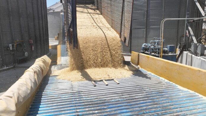 Importación de maíz