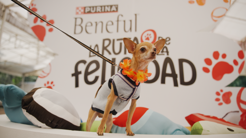 La Ruta de la Felicidad