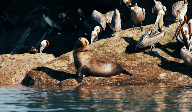 Rescatan lobo marino