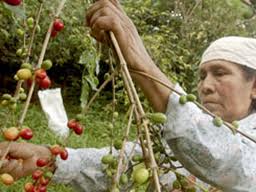Baja producción de café en Oaxaca, pese a aumento en los precios